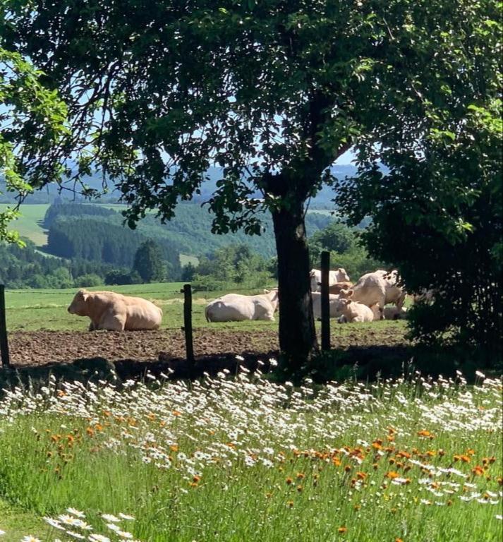 Ferienwohnung Urlaub Mit Hund Auf Dem Bauernhof Hofswald Euscheid Exterior foto