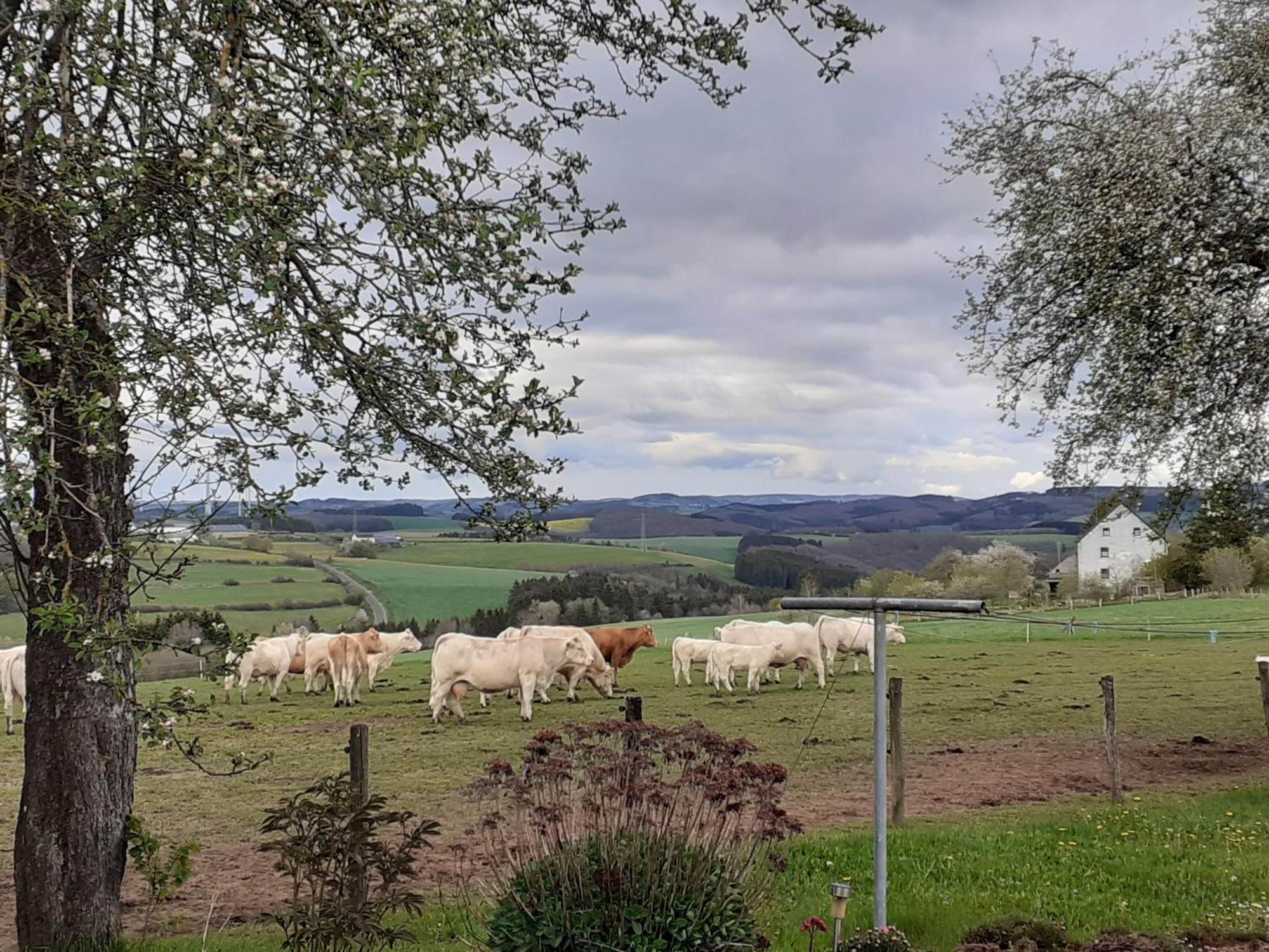 Ferienwohnung Urlaub Mit Hund Auf Dem Bauernhof Hofswald Euscheid Exterior foto